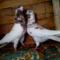 کفتر قلمکار بعدظهری