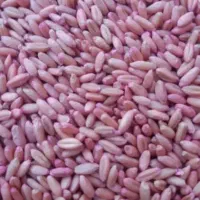 گندم بذری بوجاری