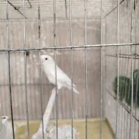 طوطی برزیلی