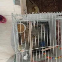 دوجفت عروس هلندی|پرنده|یزد, |دیوار