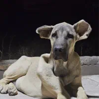 سگ سرابی خالص