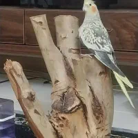 عروس هلندی ماده مست مست فول رام