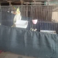 عروس هلندی و فنج کینگ|پرنده|الوند, |دیوار