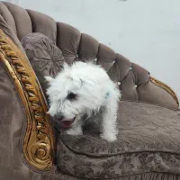 سگ تریرمیکس شناسنامه دارواکسن زده|سگ|ایلام, |دیوار