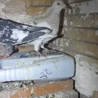 کبوتر کفتر هوایی پرشی جفتگاه|پرنده|مشهد, آزادشهر|دیوار