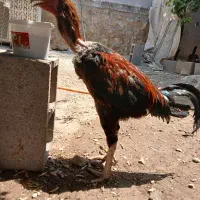 مرغ خروس لاری اسل