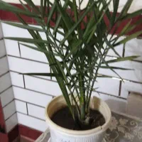 گل و گیاه|گل و گیاه طبیعی|شوشتر, |دیوار