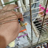 عروس هلندی|پرنده|قم, شهرک مهدیه|دیوار