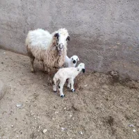 میش و بز دوقلو بره بزغاله قوچ چپش دوبور شیرازی