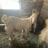 بزگلابی