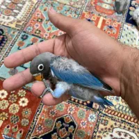 جوجه طوطی برزیلی فیشر