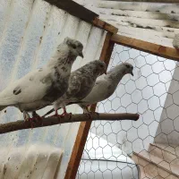 کبوتر|پرنده|خرمآباد (تنکابن), |دیوار