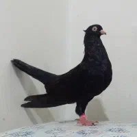 کبوترپتی والا پاکستانی وزاغ سیاه آبادانی|پرنده|بوشهر, |دیوار