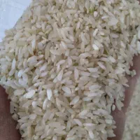 برنج کامفیروزی