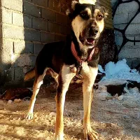 سگ نگهبان باغی