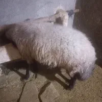 قوچ قزل افشار همو