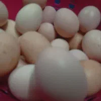 تخم لاری|حیوانات مزرعه|بهارستان, |دیوار