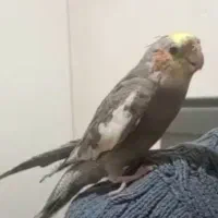 یک عدد عروس هلندی گم شده .