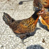 تخم مرغ نطفه دار|حیوانات مزرعه|اهواز, کوی آغاجاری|دیوار