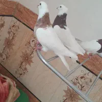 کبوتر|پرنده|شوشتر, |دیوار