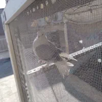 کبوتر|پرنده|قم, شاه سید علی|دیوار