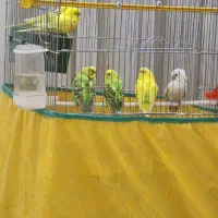 مرغ عشق مولد دونه ای ۲۰۰