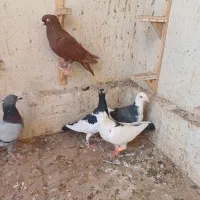 ۸تا صید قلدر|پرنده|مشهد, موسوی قوچانی|دیوار