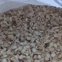 پوست پسته درجه۲ قیمت۳۵وزن ۱۵تن