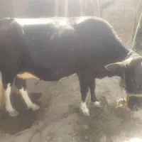 گاو پر شیر با نژاد|حیوانات مزرعه|کاکی, |دیوار