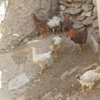 دوعدد فرش 9 متری سالم چند عدد مرغ و خروس محلی|فرش|تهران, توانیر|دیوار