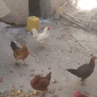 مرغ محلی درجه یک