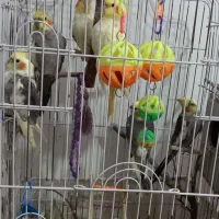 عروس هلندی|پرنده|نوشهر, |دیوار