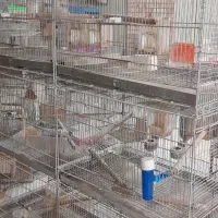 قفس ۸خان پژاوند قاطری قفس کاسکویی ۱۰۳۳و ۱۰۳۲|لوازم جانبی حیوانات|تهران, شهرک دریا|دیوار