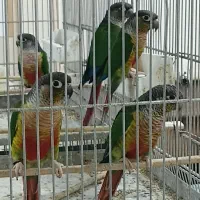 گرینچیک نر ۷ ماهه
