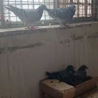 جوجه آلمانی