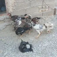 فروشی 9تا گوچ نسل دار|حیوانات مزرعه|سراوان, |دیوار