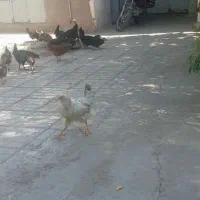 جوجه مرغ