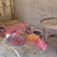 لاری اصیل|حیوانات مزرعه|تهران, نعمت‌آباد|دیوار