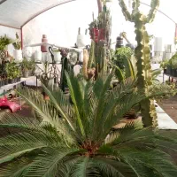 بهترین گل های خانه برای شما