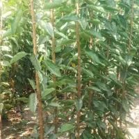 نهال های پرکیفیت و اصلاح شده|خدمات باغبانی و درختکاری|ساری, |دیوار