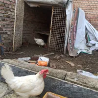 مرغ جوان تخم گزار