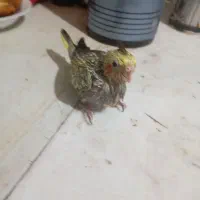 جوجه عروس هلندی سرلاکی یک ماه