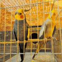 انواع عروس هلندی تکی تا جفت به همراه قفس