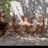 مرغ لوهمن