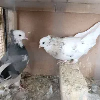کبوتر|پرنده|قم, گلزار|دیوار