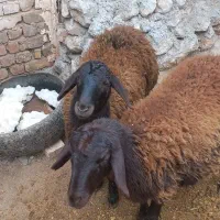 بره ماده های قزل افشاری|حیوانات مزرعه|آوج, |دیوار