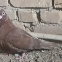 سرخ صرب|پرنده|میبد, |دیوار