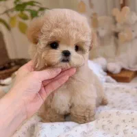 مالتیز پودل عروسکی مالتیپو سگ اپارتمانی