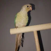 طوطی گرینچیک نر دستی بازیگوش حدودا ۶ ماهه با قفس|پرنده|ملارد, |دیوار