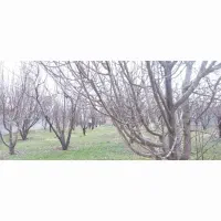 باغ شهری همایجان دارای دیوار